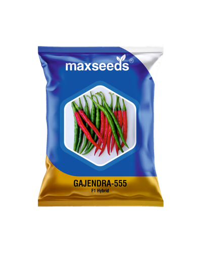 Gajendra 555