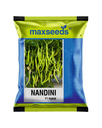 Nandini